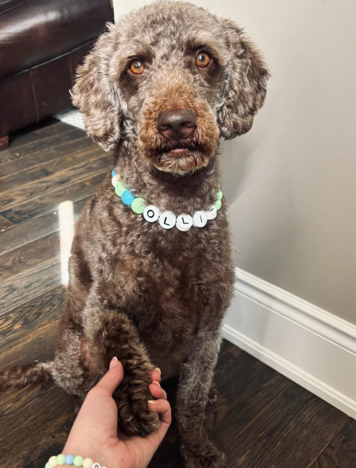 Custom Dog Name Bracelet πΎ β Personalized Pet Jewelry for Dog Lovers